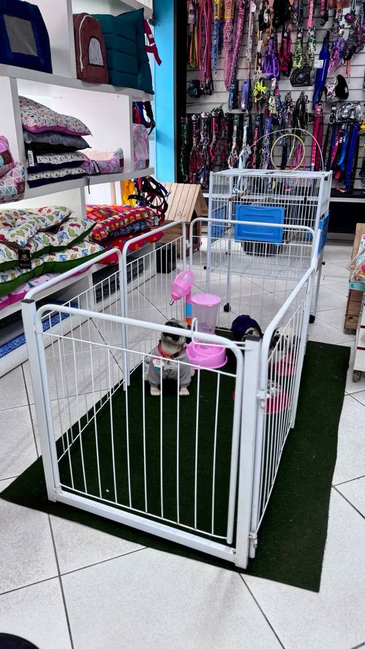 Area de moda pet com acessorios e espaco para pets